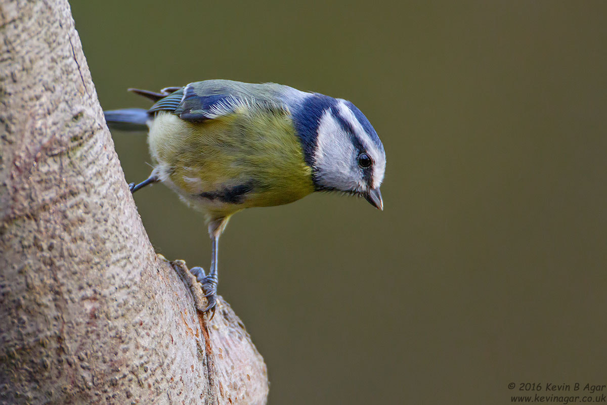 Canon EF 500mm F4L IS USM sample photo. Blue tit, cyanistes caeruleus photography