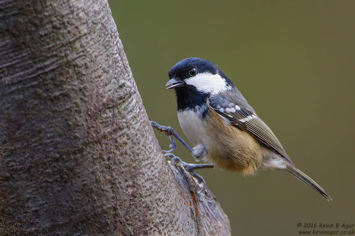 Canon EF 500mm F4L IS USM sample photo. Coal tit, periparus ater photography