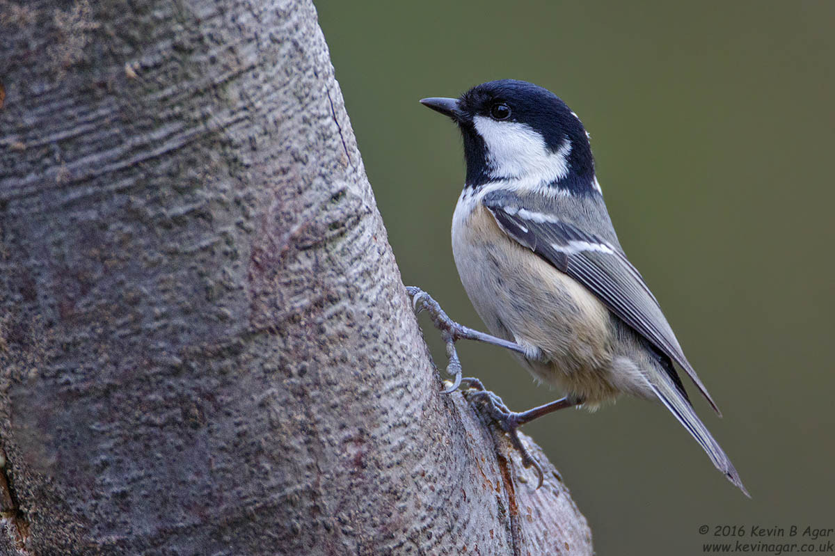 Canon EF 500mm F4L IS USM sample photo. Coal tit, periparus ater photography