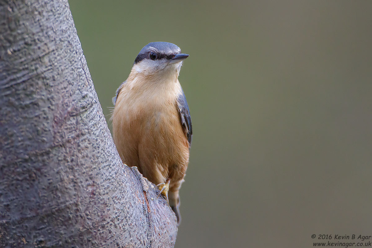 Canon EF 500mm F4L IS USM sample photo. Nuthatch, sitta europaea photography