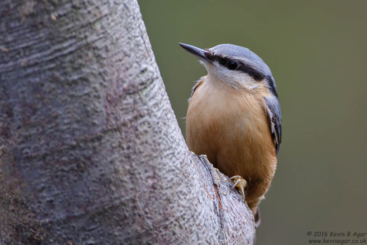 Canon EF 500mm F4L IS USM sample photo. Nuthatch, sitta europaea photography