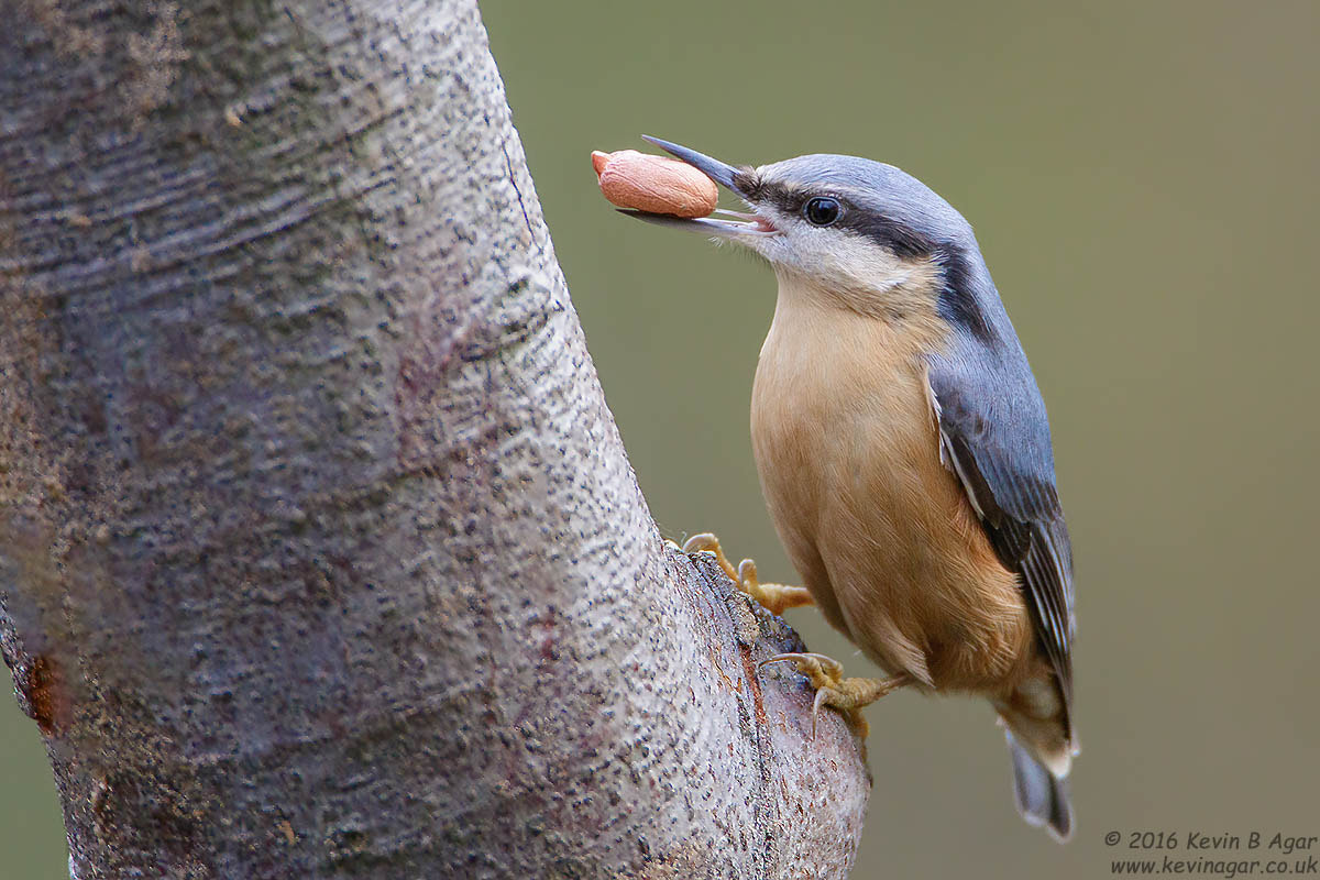 Canon EF 500mm F4L IS USM sample photo. Nuthatch, sitta europaea photography