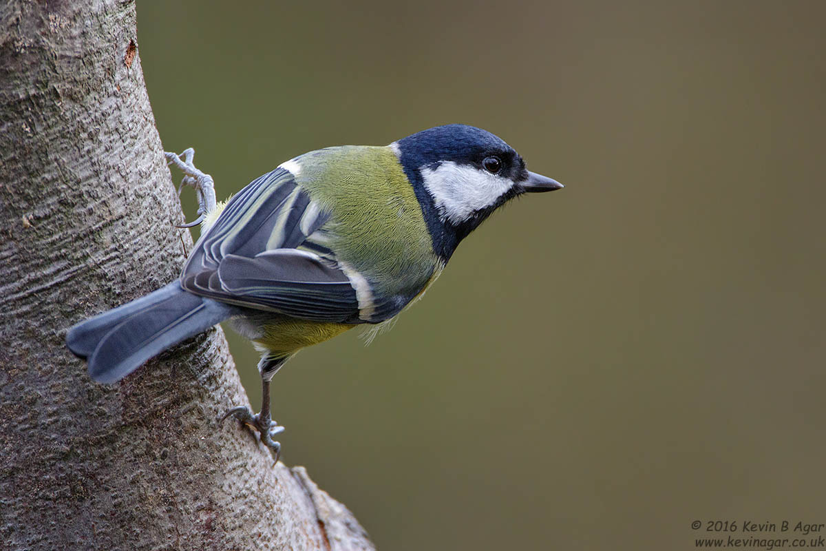 Canon EF 500mm F4L IS USM sample photo. Great tit, parus major photography