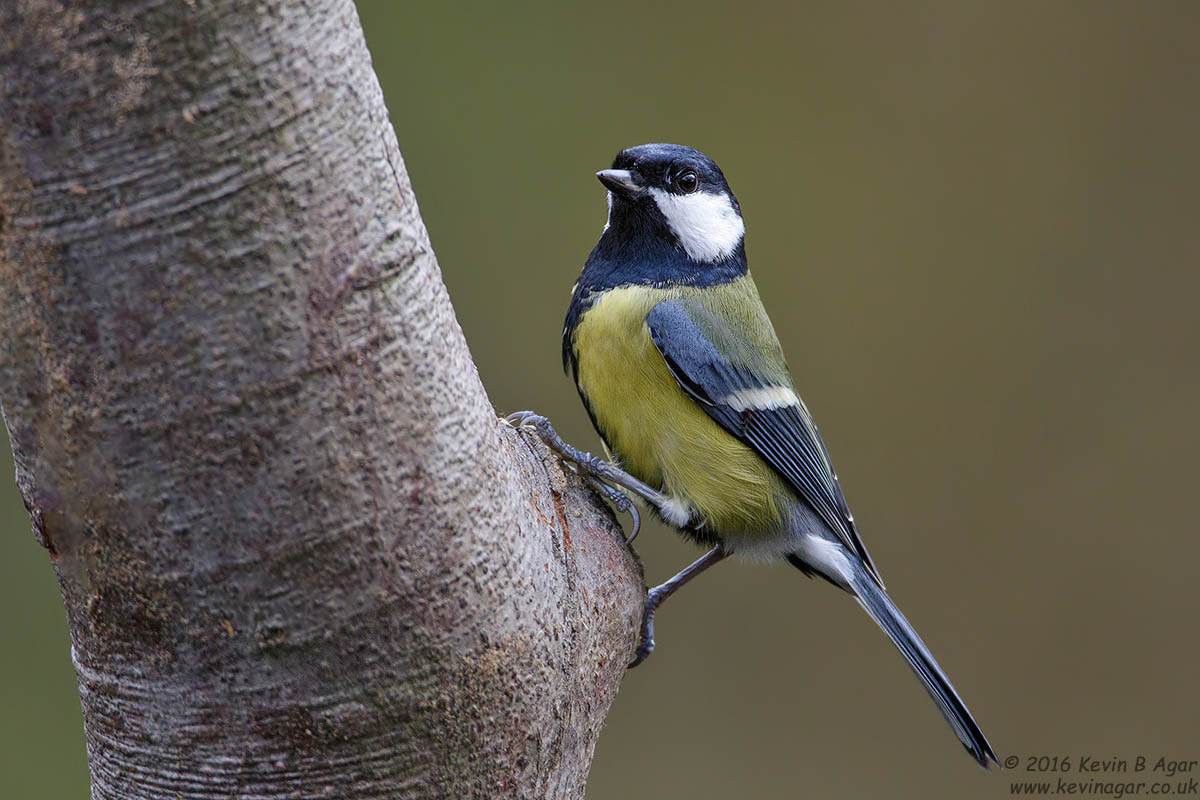Canon EF 500mm F4L IS USM sample photo. Great tit, parus major photography