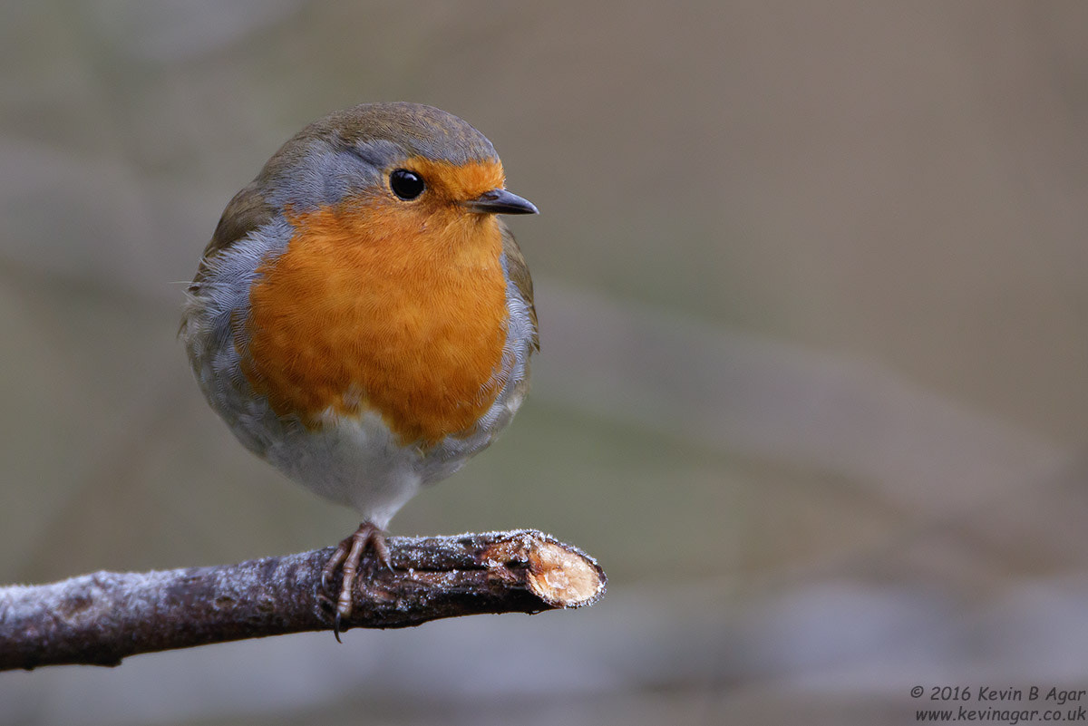 Canon EF 500mm F4L IS USM sample photo. Robin, erithacus rubecula photography