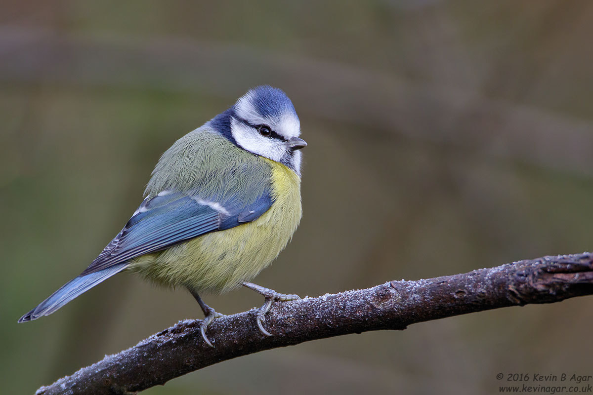 Canon EF 500mm F4L IS USM sample photo. Blue tit, cyanistes caeruleus photography