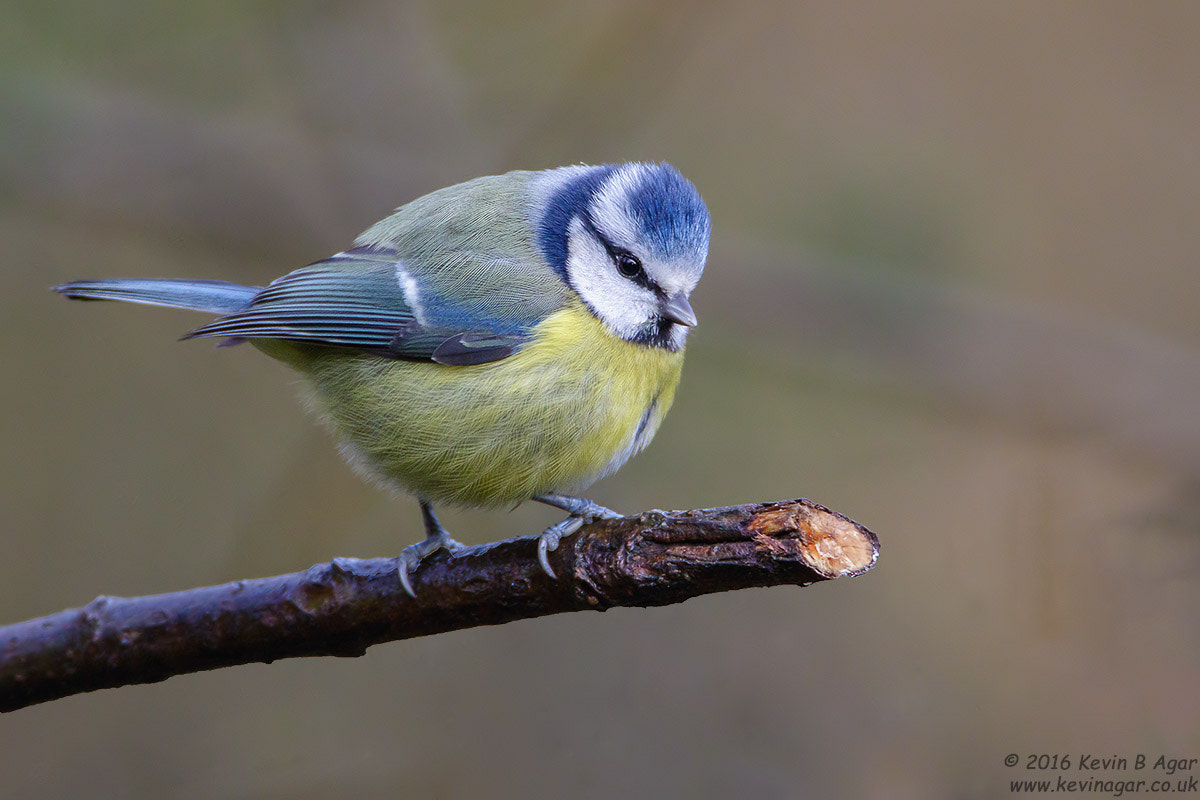 Canon EF 500mm F4L IS USM sample photo. Blue tit, cyanistes caeruleus photography