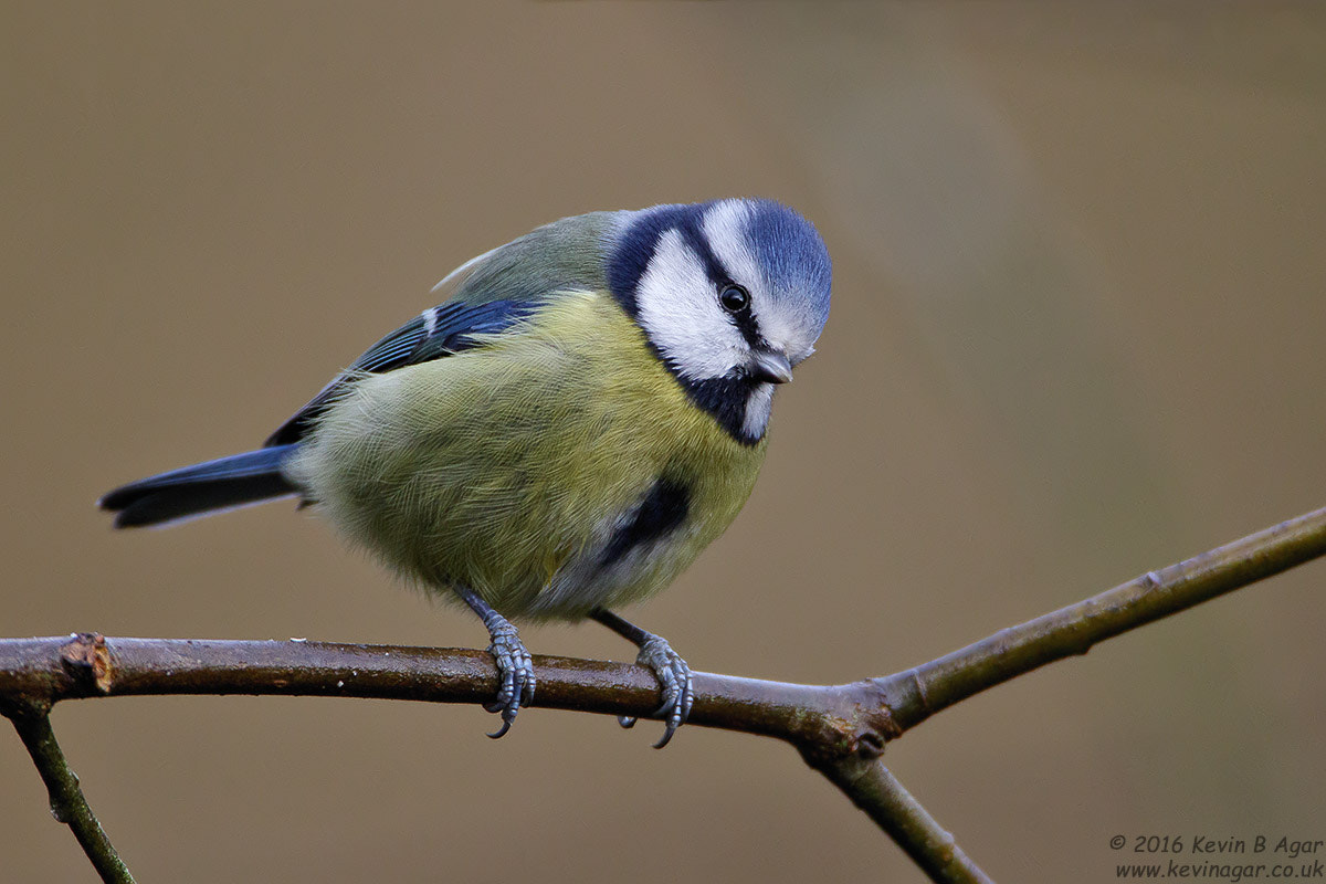 Canon EF 500mm F4L IS USM sample photo. Blue tit, cyanistes caeruleus photography
