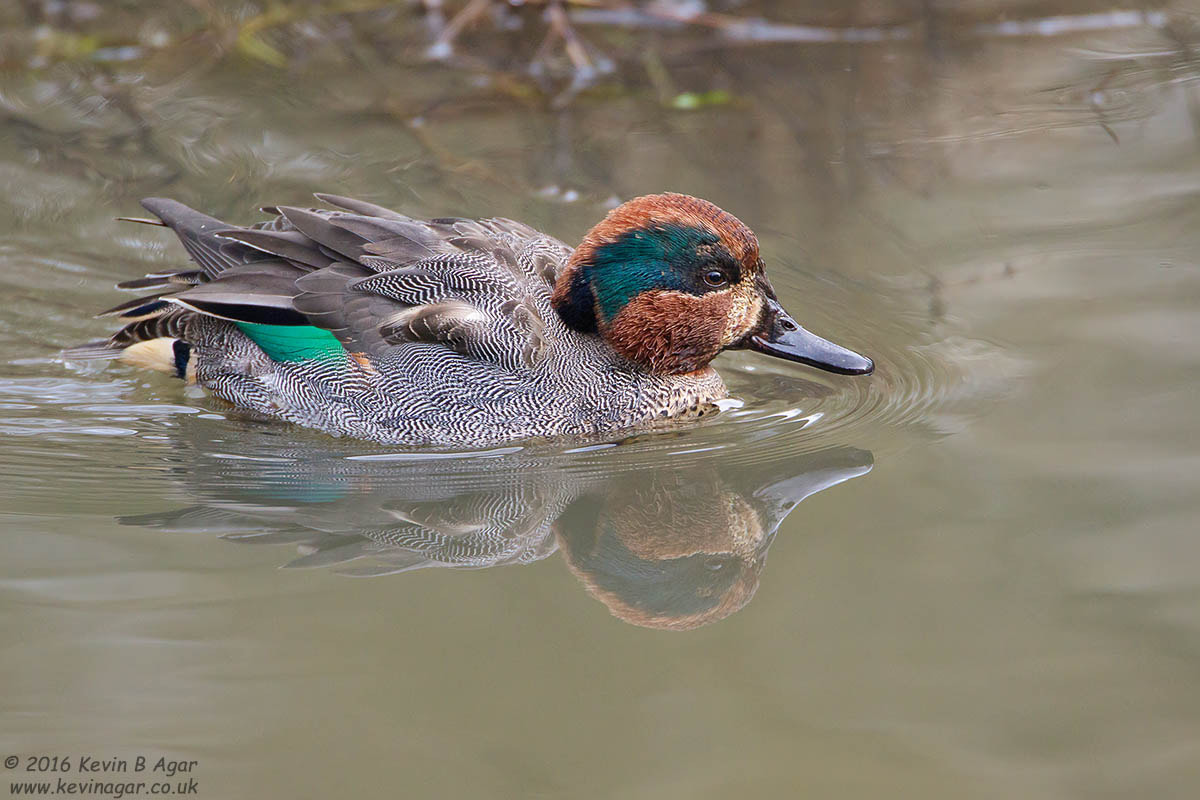 Canon EF 500mm F4L IS USM sample photo. Teal, anas crecca photography