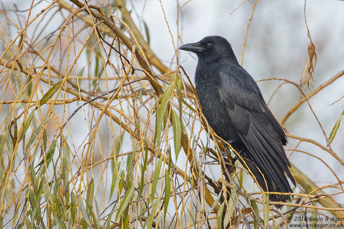 Canon EF 500mm F4L IS USM sample photo. Carrion crow, corvus corone photography