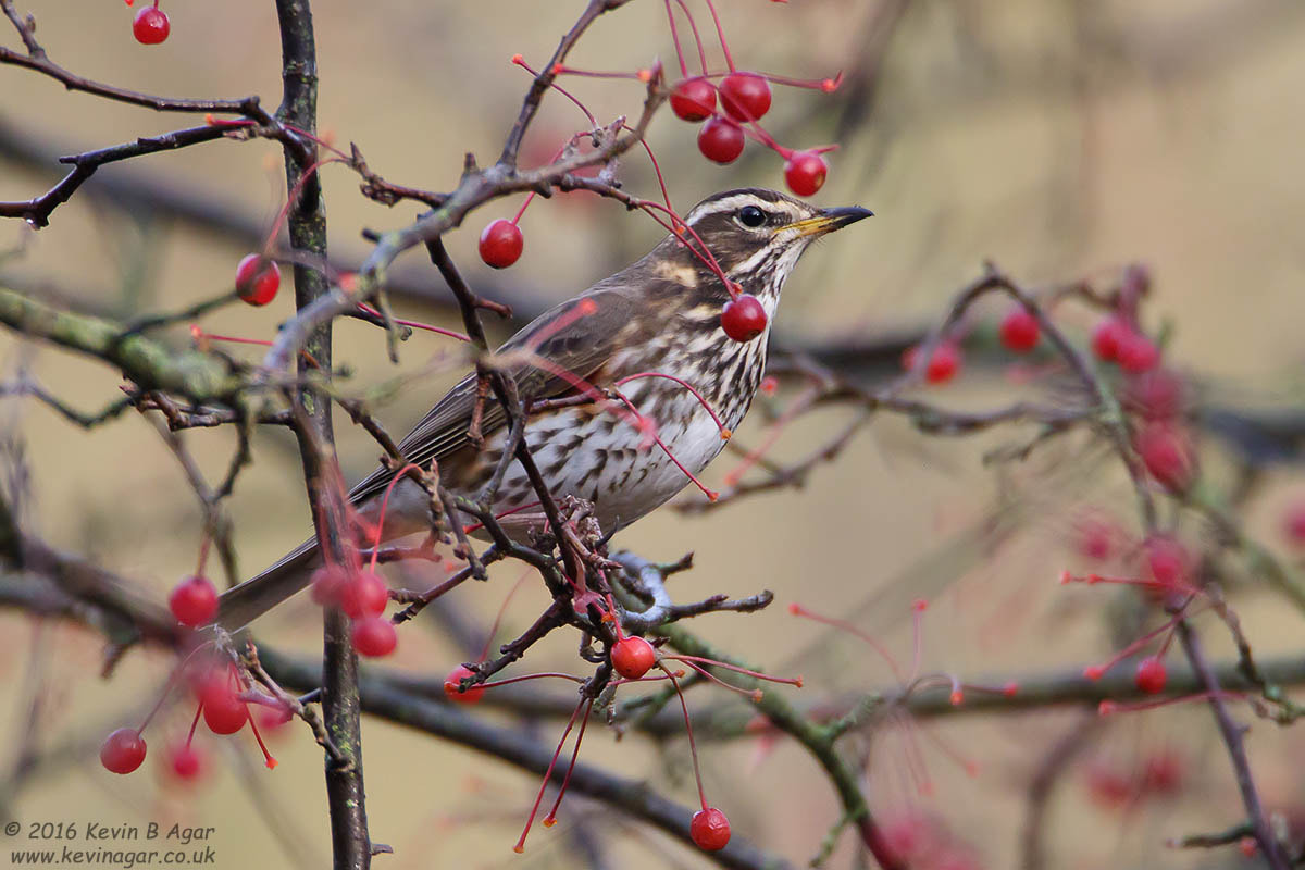 Canon EF 500mm F4L IS USM sample photo. Redwing, turdus iliacus photography