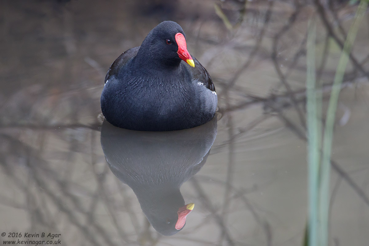 Canon EF 500mm F4L IS USM sample photo. Moorhen, gallinula chloropus photography