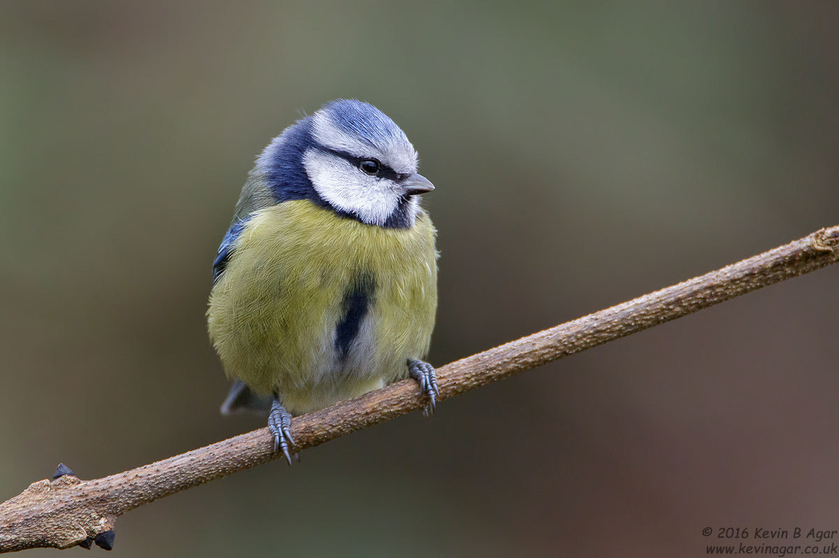Canon EF 500mm F4L IS USM sample photo. Blue tit, cyanistes caeruleus photography
