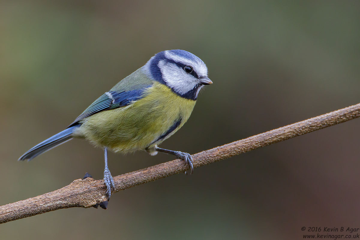 Canon EF 500mm F4L IS USM sample photo. Blue tit, cyanistes caeruleus photography