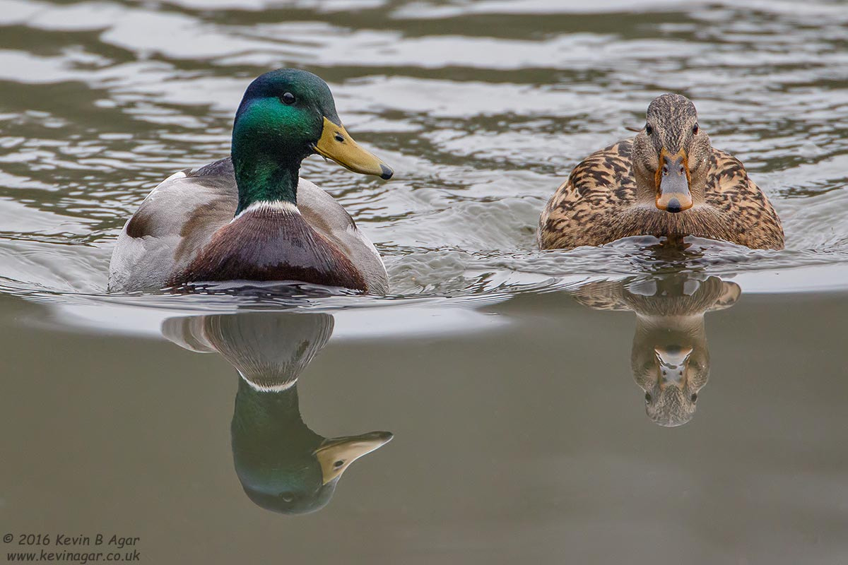 Canon EF 500mm F4L IS USM sample photo. Mallard, anas platyrhynchos photography
