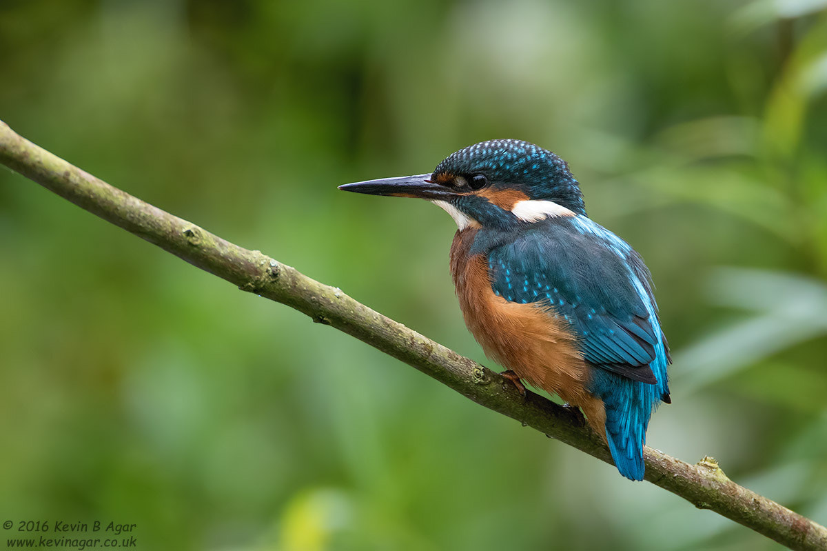 Canon EF 500mm F4L IS USM sample photo. Kingfisher, alcedo atthis photography