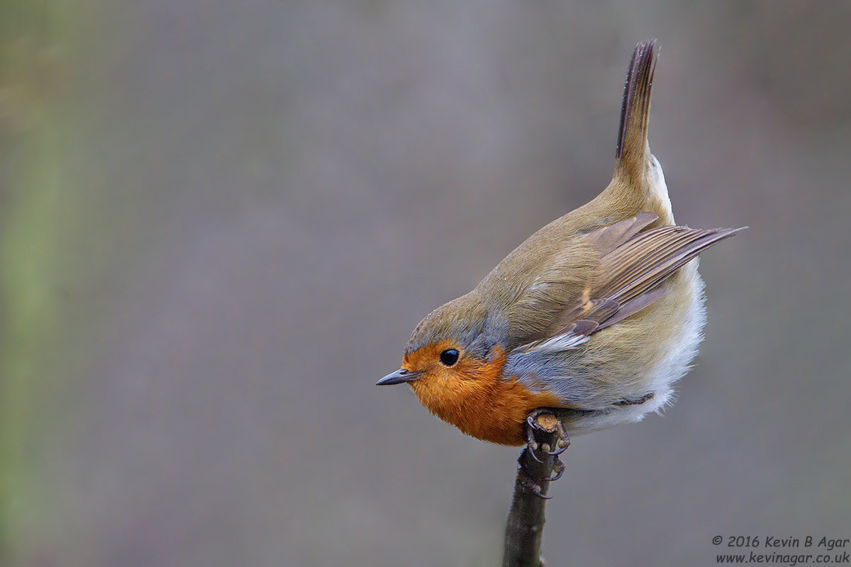 Canon EF 500mm F4L IS USM sample photo. Robin, erithacus rubecula photography