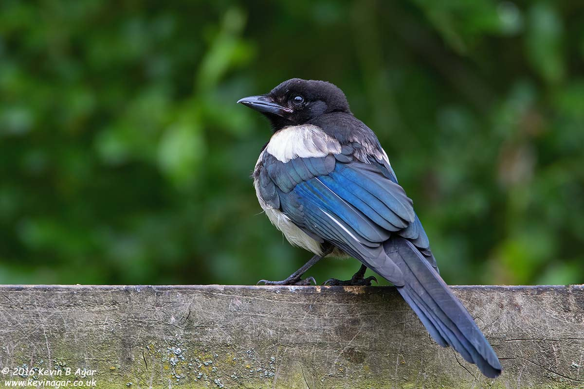 Canon EF 500mm F4L IS USM sample photo. Magpie photography