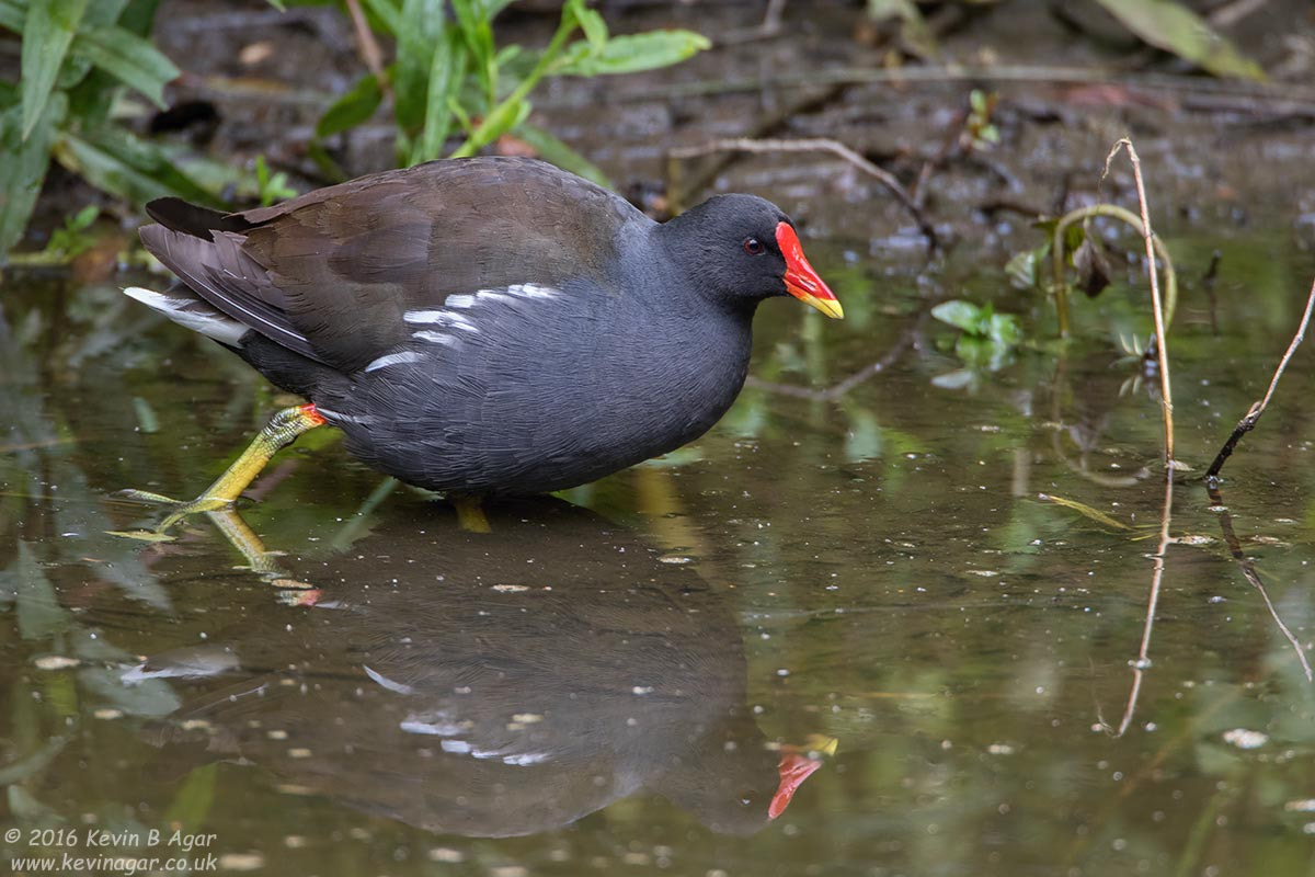Canon EF 500mm F4L IS USM sample photo. Moorhen photography