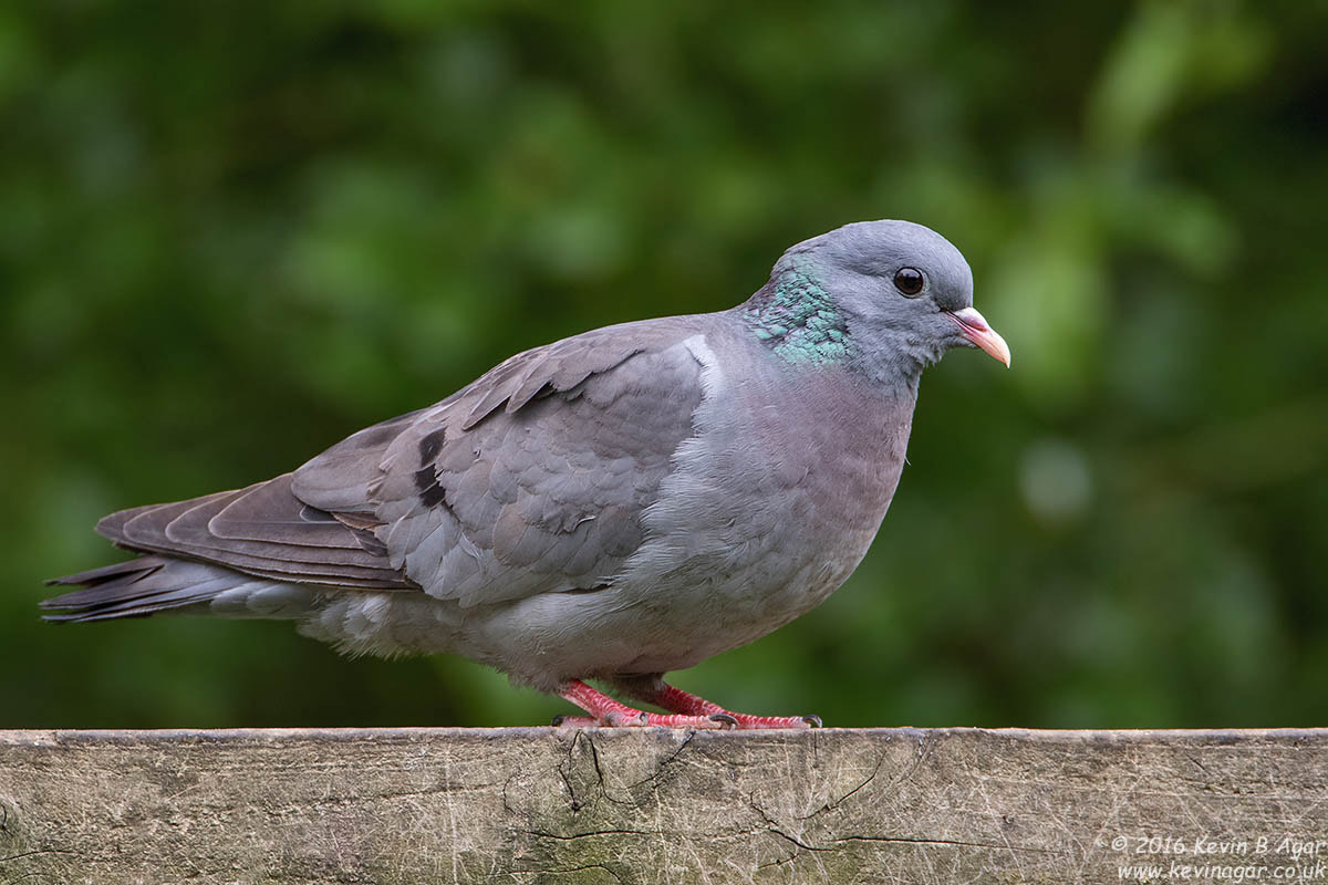 Canon EF 500mm F4L IS USM sample photo. Stock dove photography