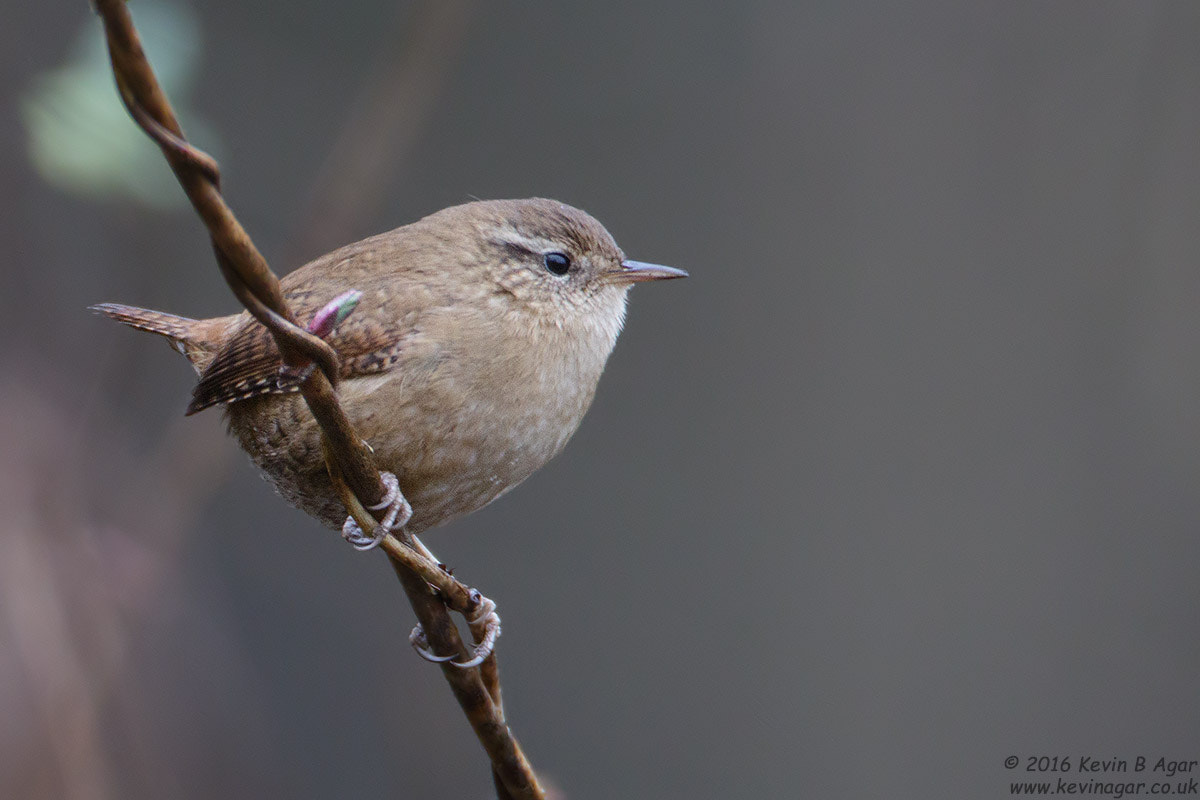 Canon EF 500mm F4L IS USM sample photo. Wren, troglodytes troglodytes photography