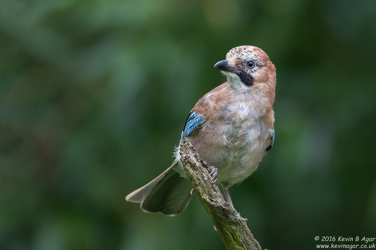 Canon EF 500mm F4L IS USM sample photo. Jay, garrulus glandarius photography