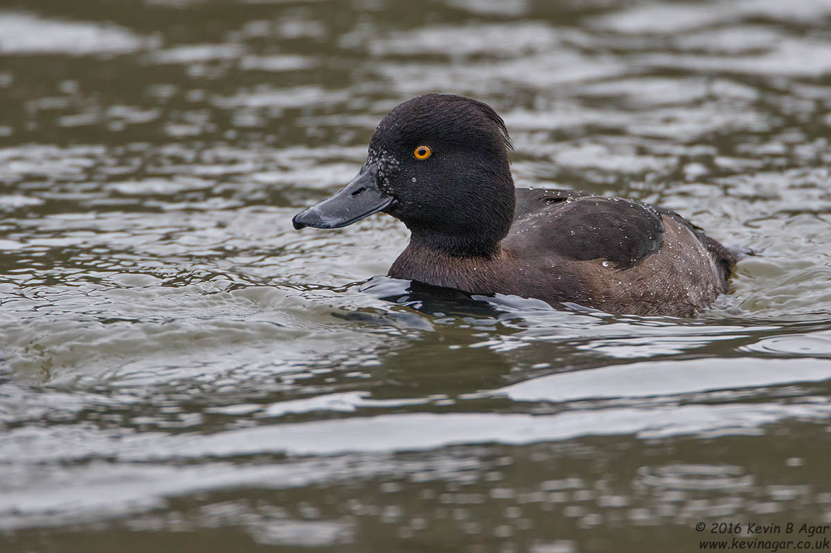 Canon EF 500mm F4L IS USM sample photo. Tufted duck, aythya fuligula photography