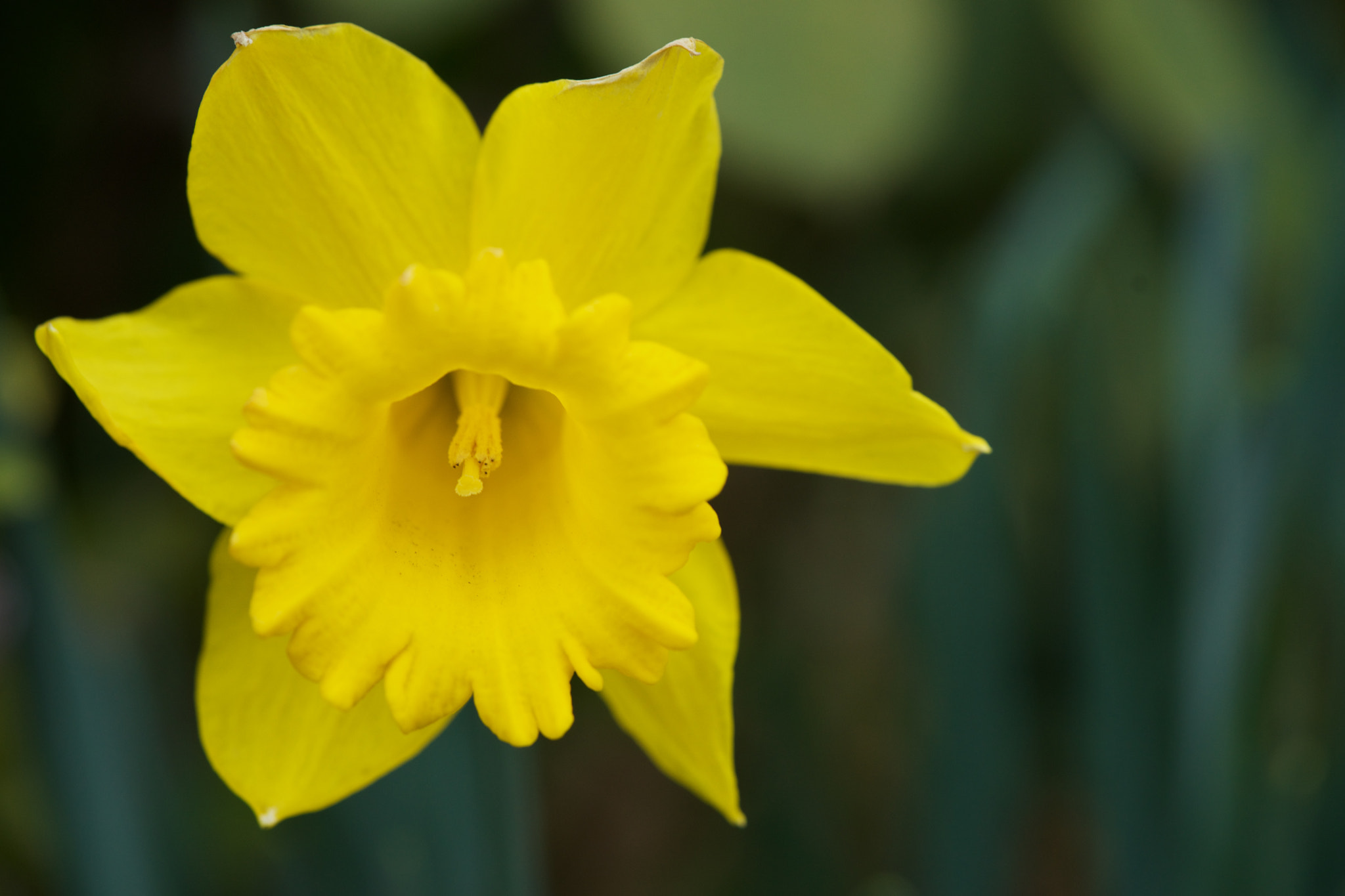 Sony FE 90mm F2.8 Macro G OSS sample photo. Flowers 4655 photography