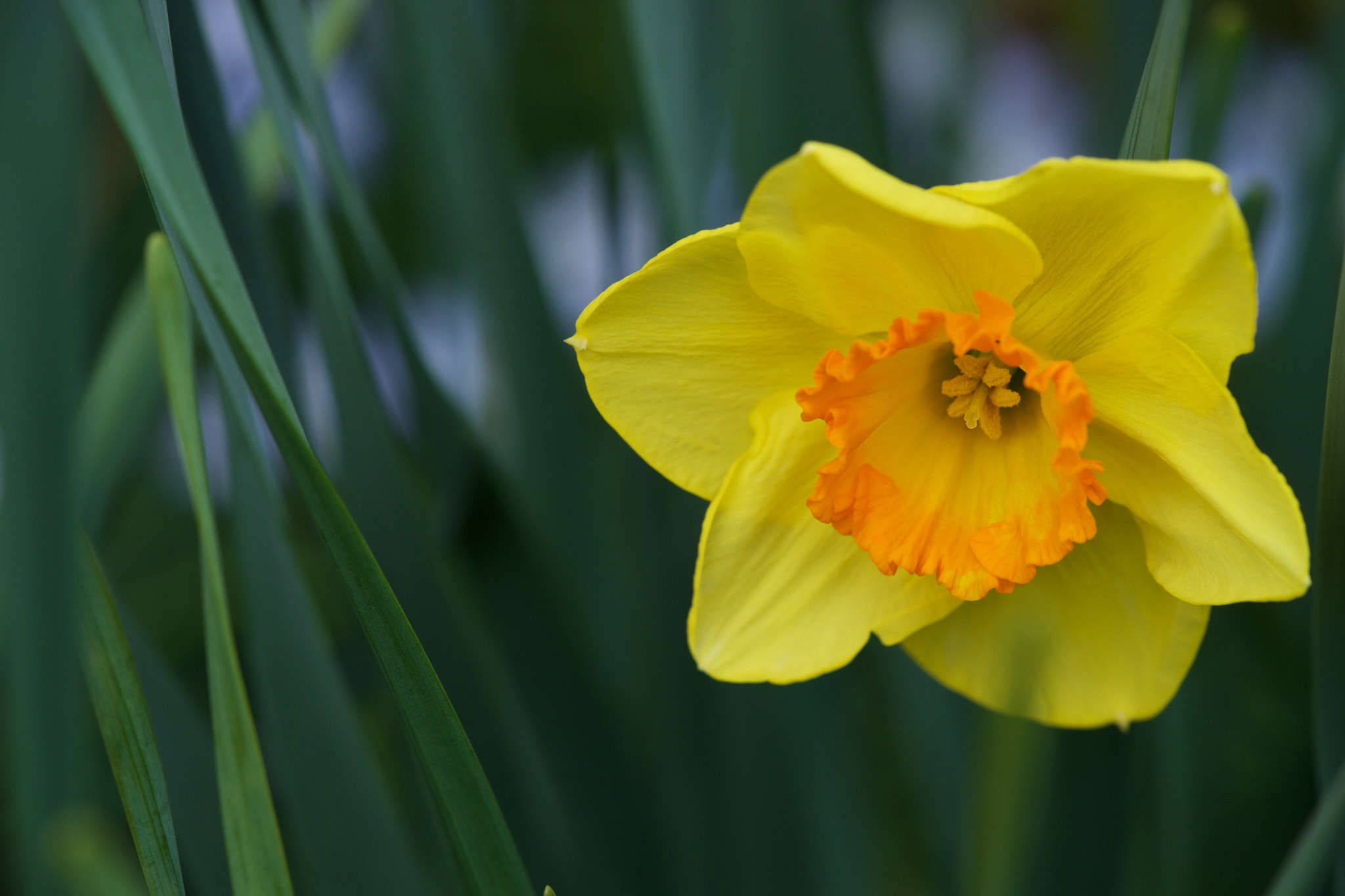 Sony a7 + Sony FE 90mm F2.8 Macro G OSS sample photo. Flowers 4656 photography