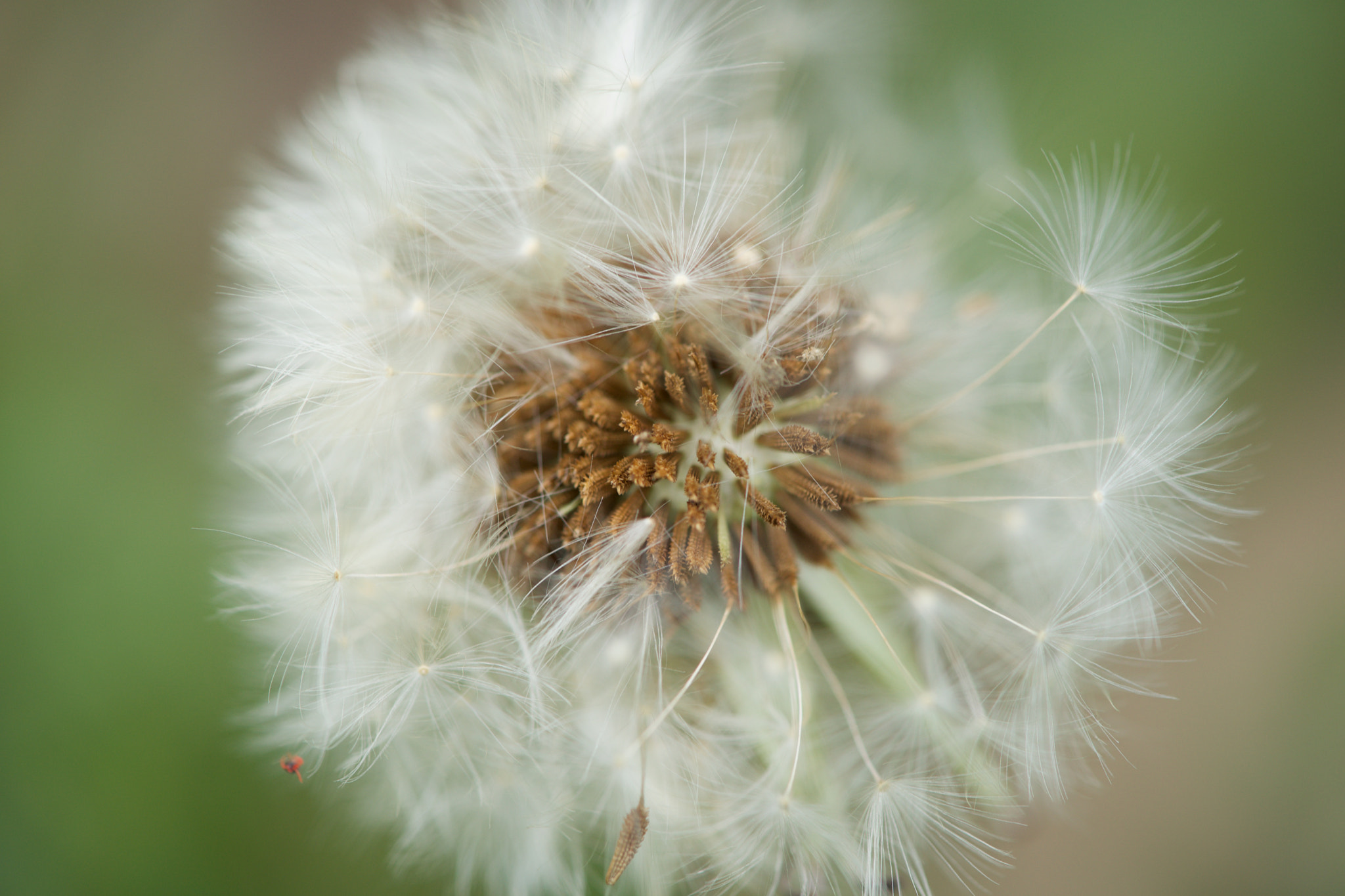 Sony a7 + Sony FE 90mm F2.8 Macro G OSS sample photo. Flowers 4658 photography