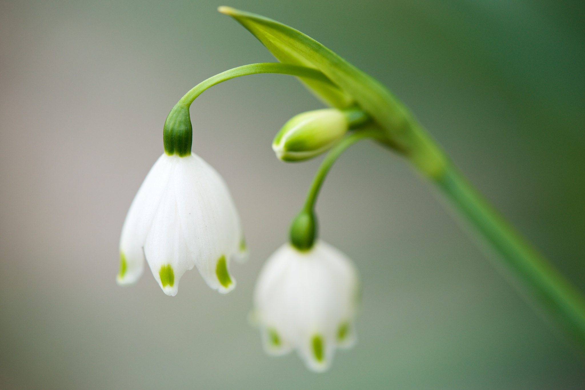 Sony a7 + Sony FE 90mm F2.8 Macro G OSS sample photo. Flowers 4659 photography