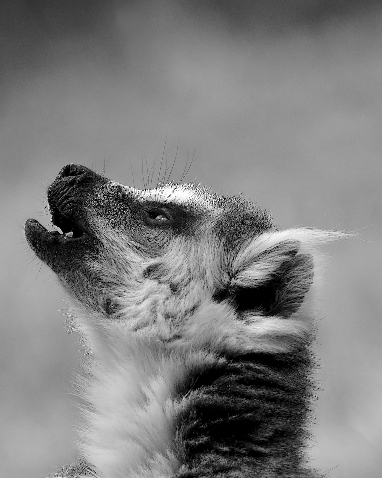 Sigma 150-500mm F5-6.3 DG OS HSM sample photo. Maki catta portrait #2 - bw photography