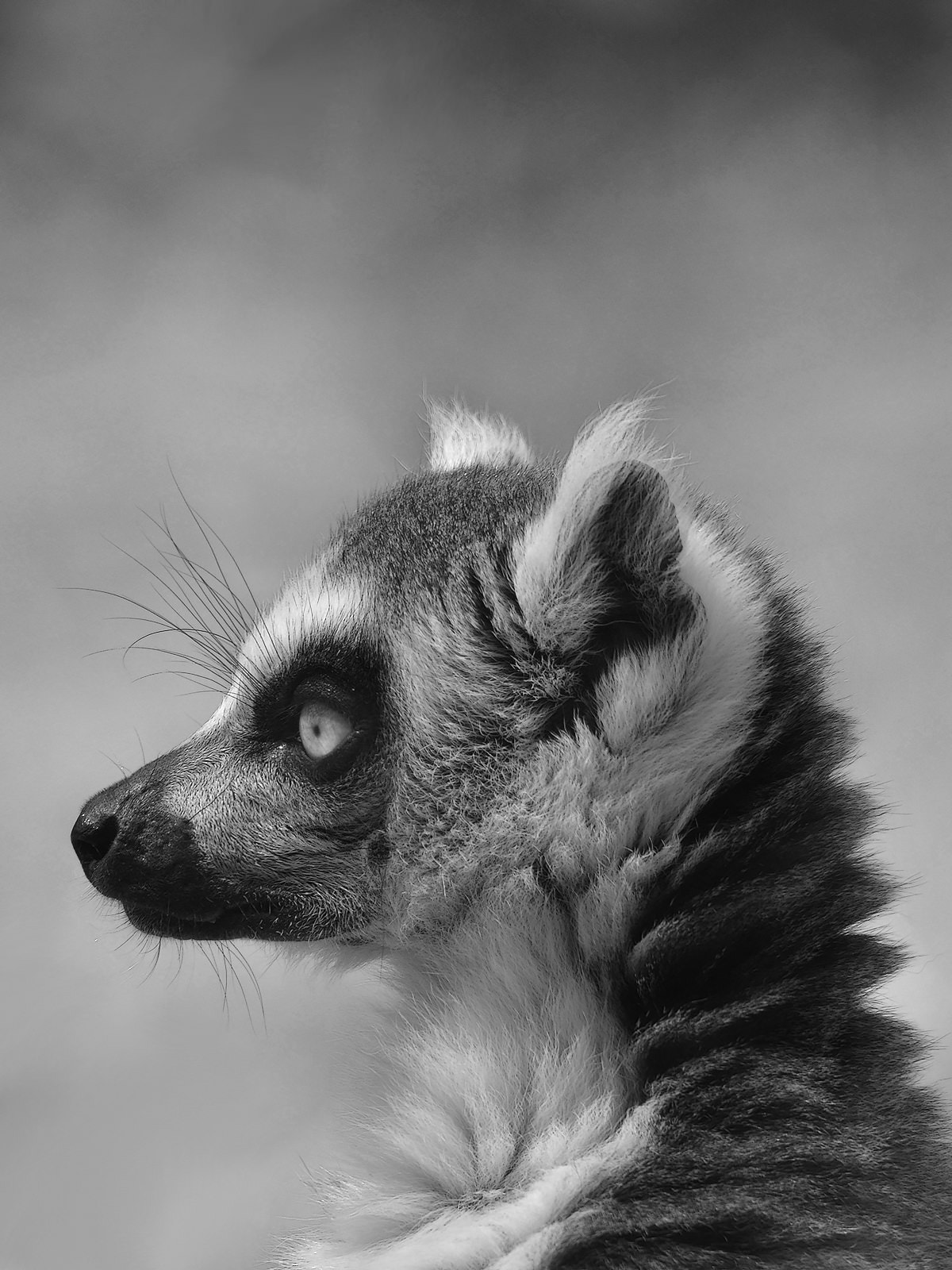 Sigma 150-500mm F5-6.3 DG OS HSM sample photo. Maki catta portrait #1 - bw photography