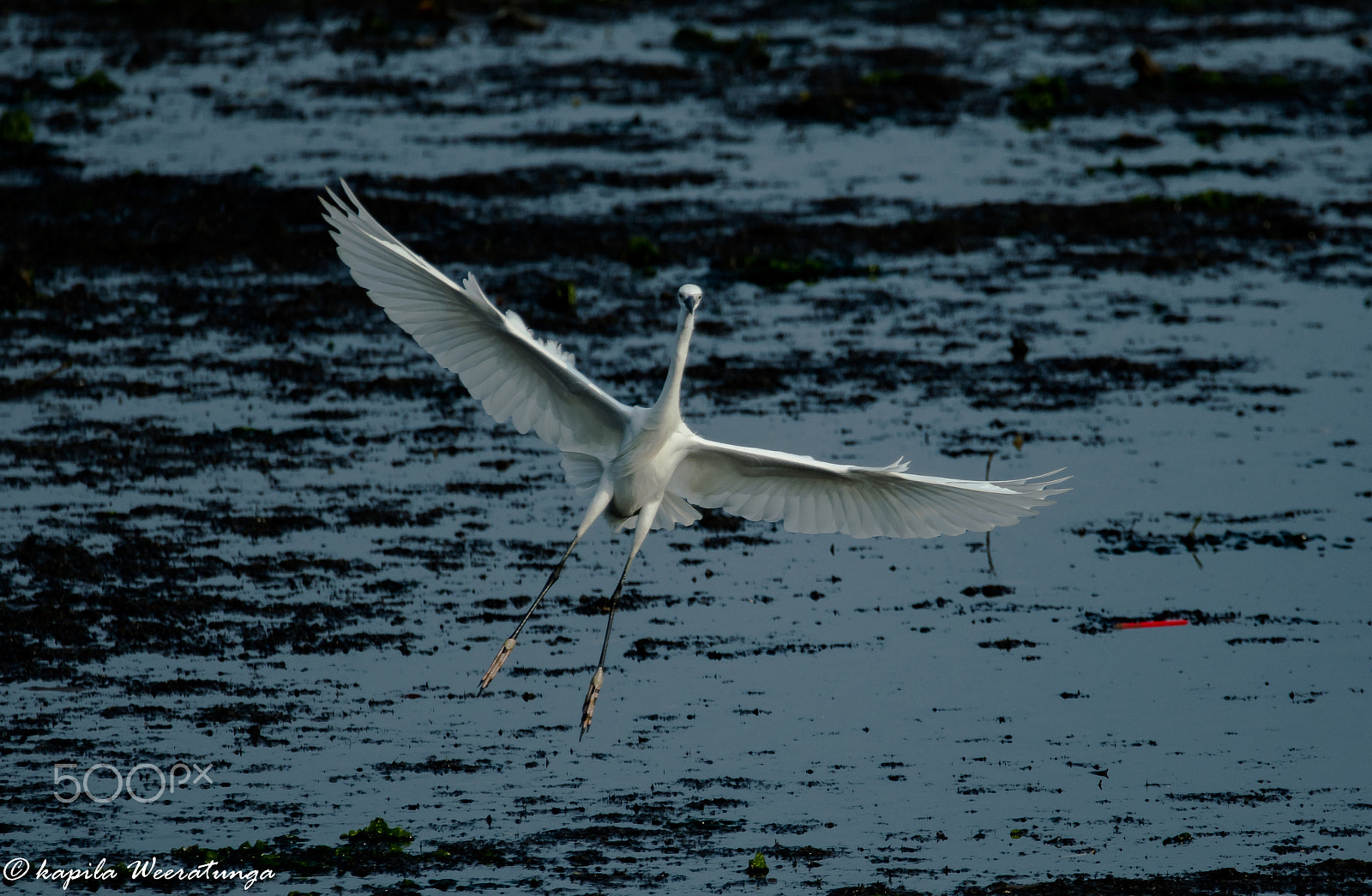 Nikon D500 sample photo. Landing gear on photography