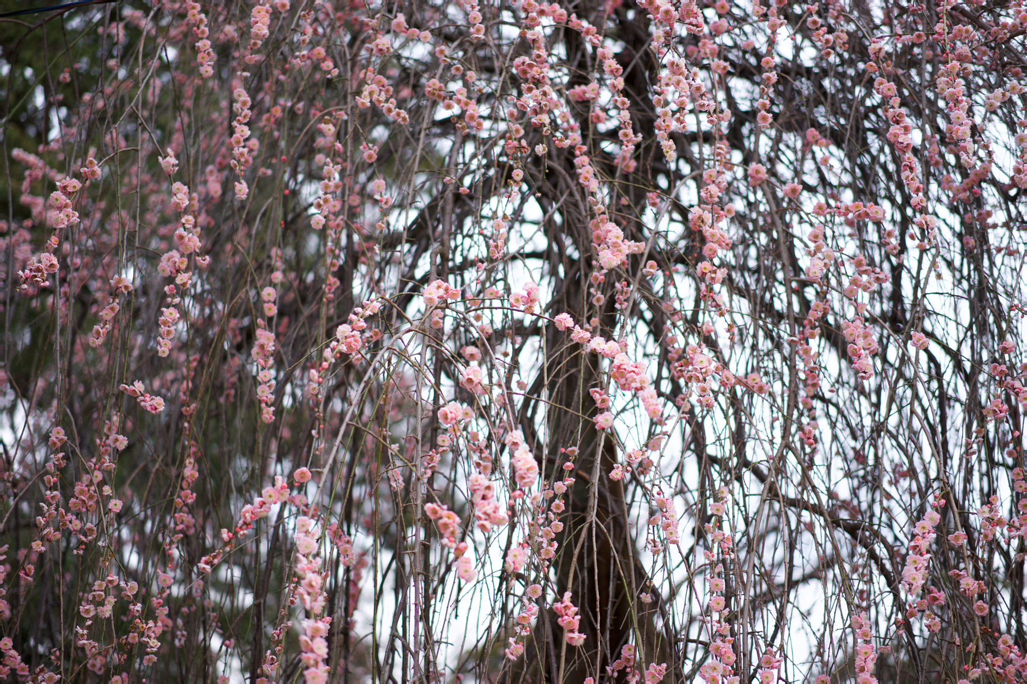 Sony a7 + Sony Sonnar T* FE 55mm F1.8 ZA sample photo. Flowers 4660 photography