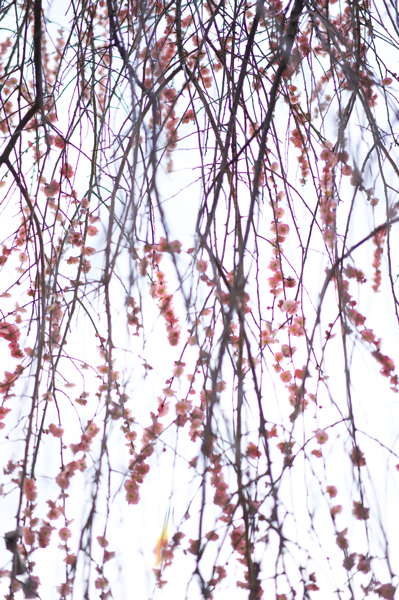 Sony a7 + Sony Sonnar T* FE 55mm F1.8 ZA sample photo. Flowers 4661 photography