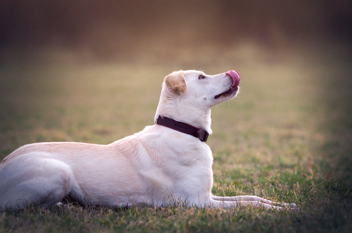 Canon EOS 700D (EOS Rebel T5i / EOS Kiss X7i) + Canon EF 135mm F2L USM sample photo. Give me food! photography