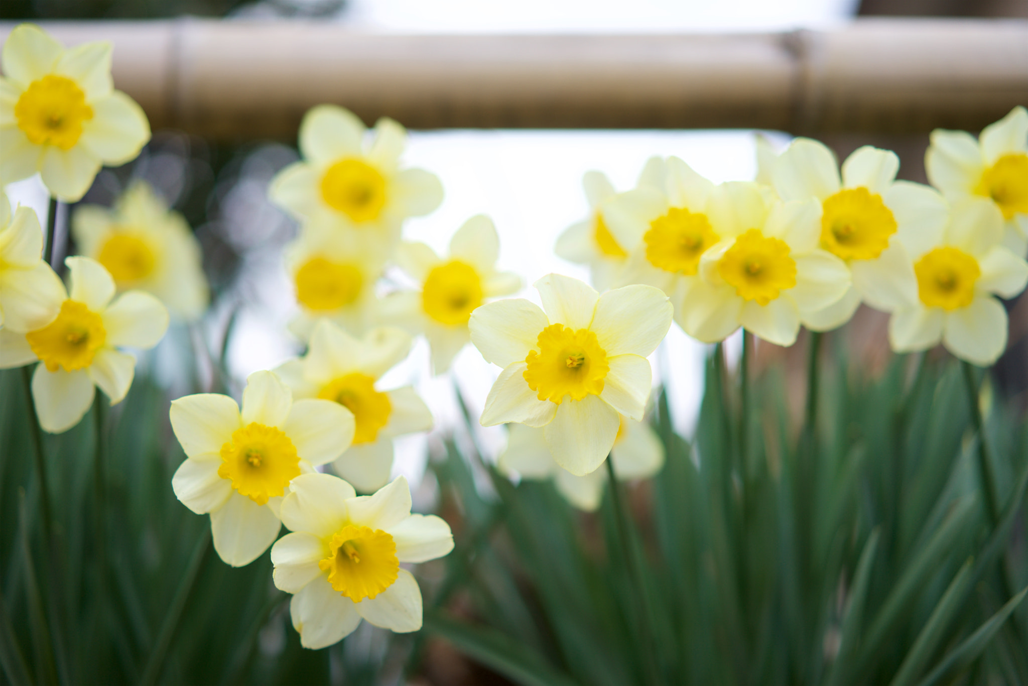 Sony a7 + Sony Sonnar T* FE 55mm F1.8 ZA sample photo. Flowers 4662 photography