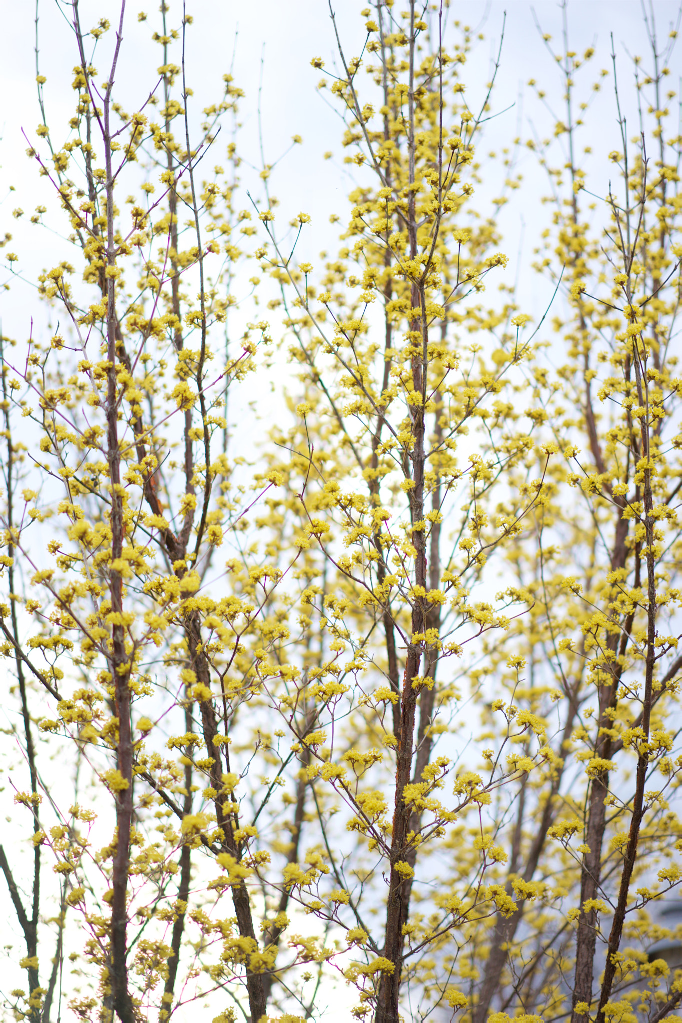 Sony a7 + Sony Sonnar T* FE 55mm F1.8 ZA sample photo. Flowers 4663 photography