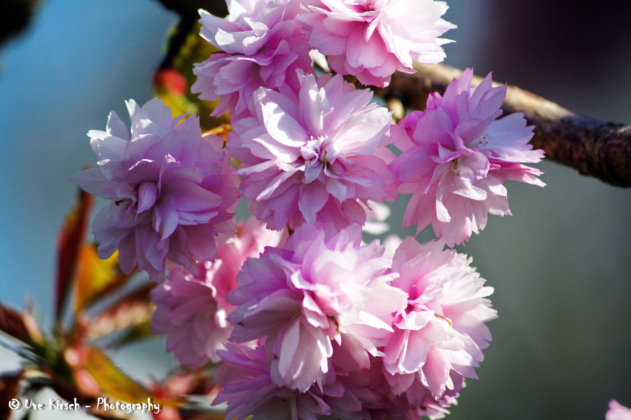 Canon EF-S 55-250mm F4-5.6 IS sample photo. Longing for spring photography