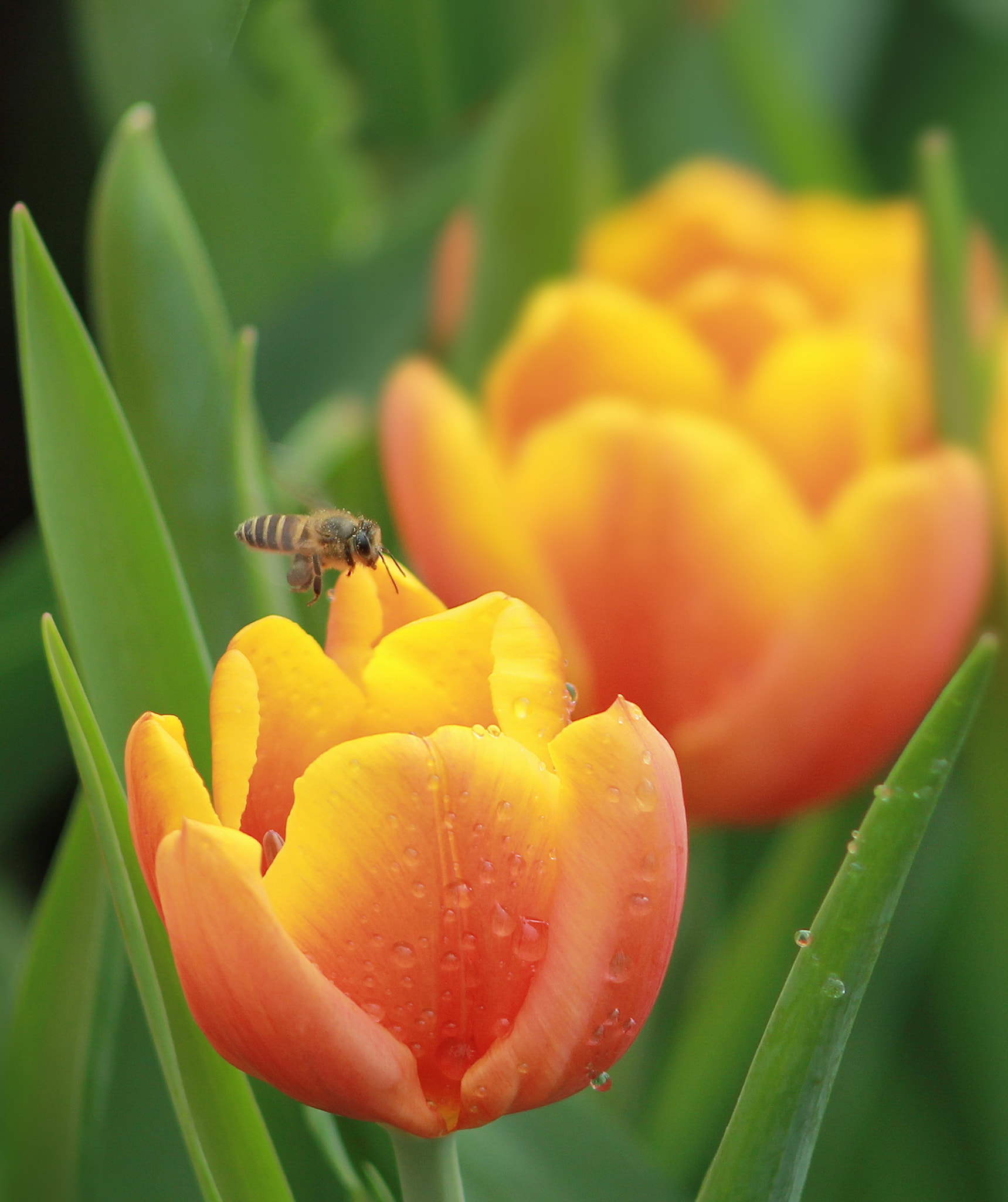 Canon EF 35-80mm f/4-5.6 sample photo. Tulip photography
