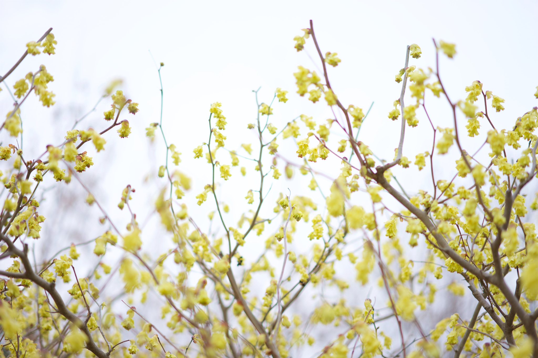 Sony a7 + Sony Sonnar T* FE 55mm F1.8 ZA sample photo. Flowers 4665 photography