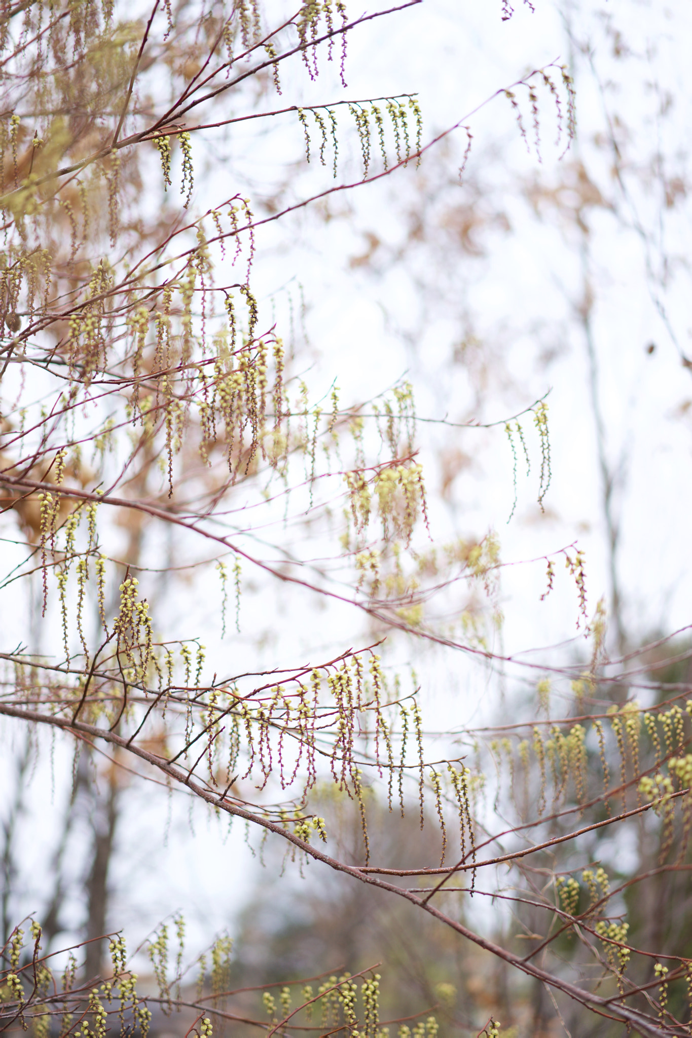 Sony a7 + Sony Sonnar T* FE 55mm F1.8 ZA sample photo. Flowers 4666 photography