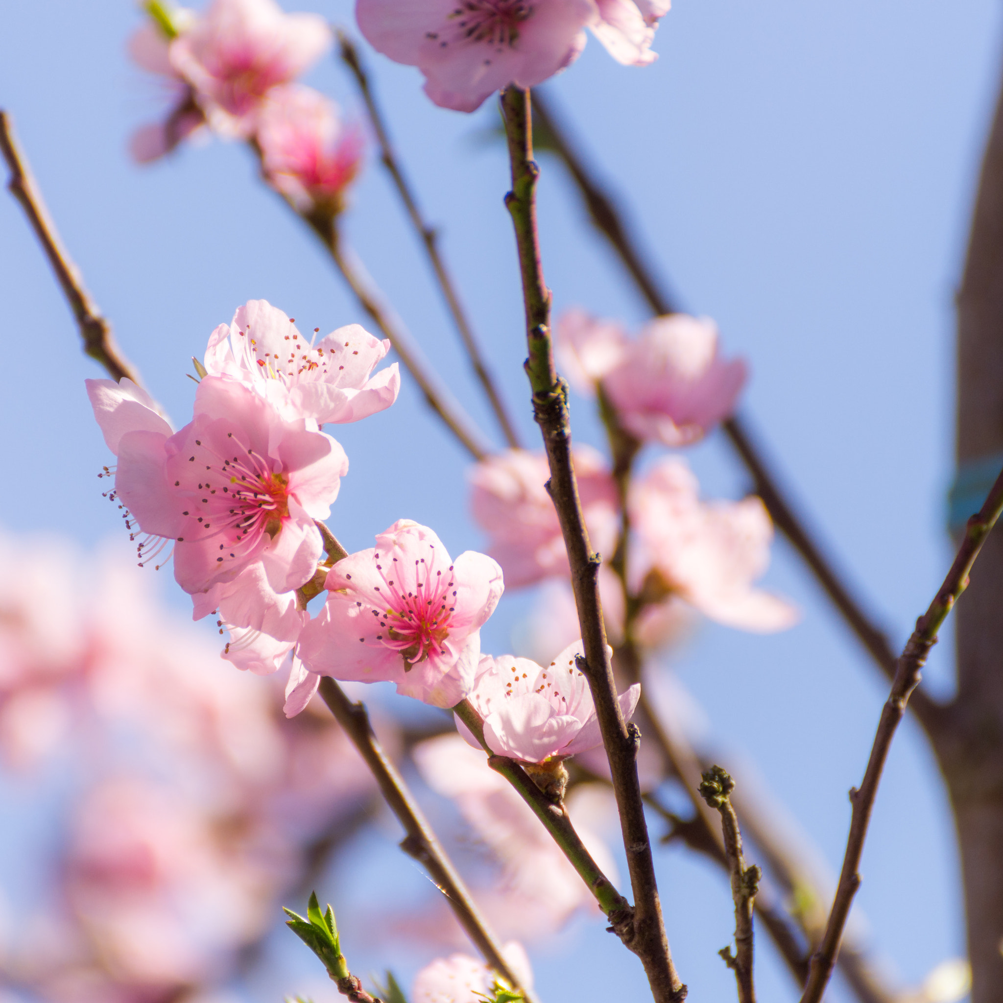 Nikon D7200 sample photo. Softness spring photography