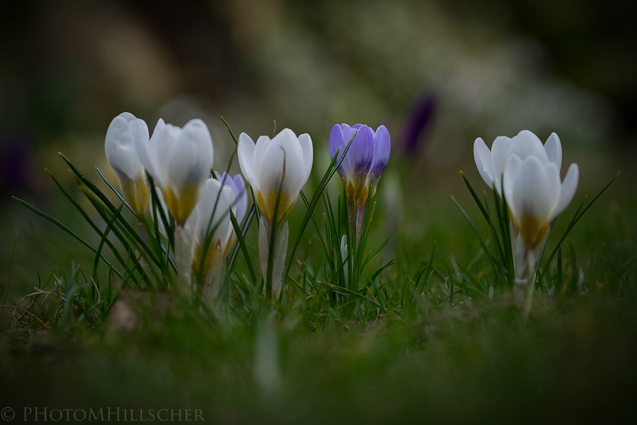 Fujifilm XF 90mm F2 R LM WR sample photo. Finally spring ! photography