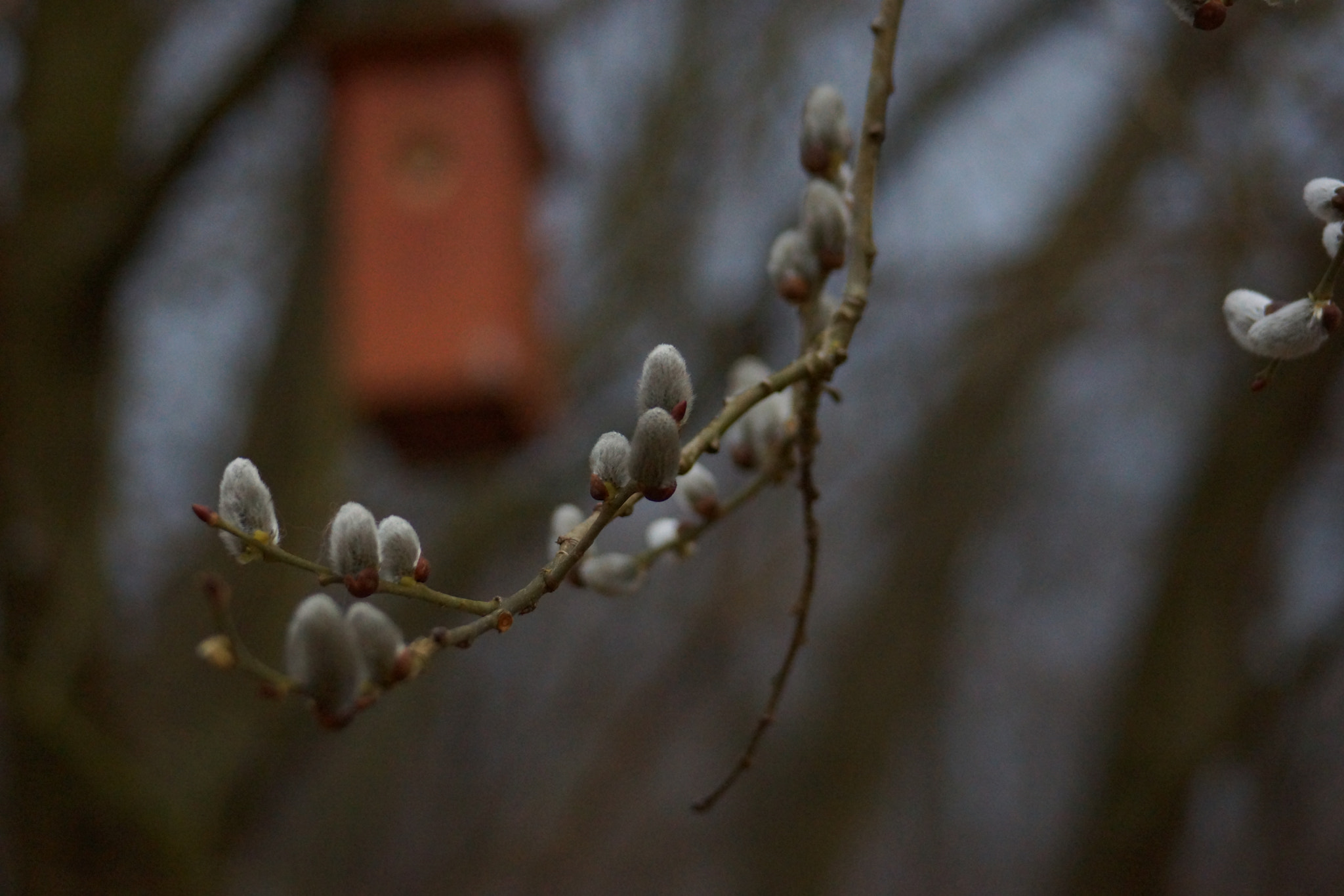 Sony SLT-A65 (SLT-A65V) + Minolta AF 70-210mm F4.5-5.6 [II] sample photo. Bird house  photography