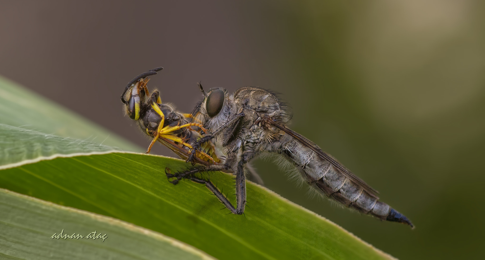 Nikon D4 sample photo. Yırtıcı (katil) sinek - robber fly - proctacanthus rodecki photography
