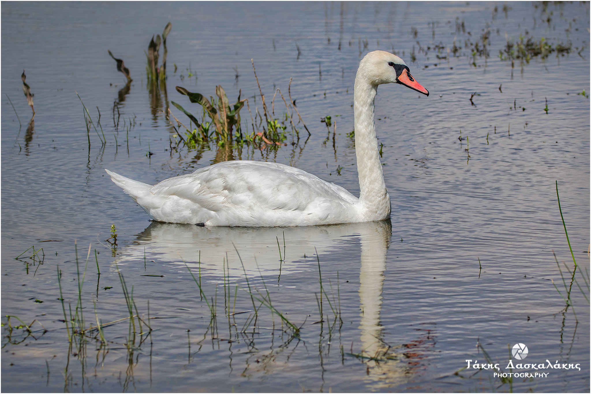 Sigma 150-600mm F5-6.3 DG OS HSM | S sample photo. Dsc photography