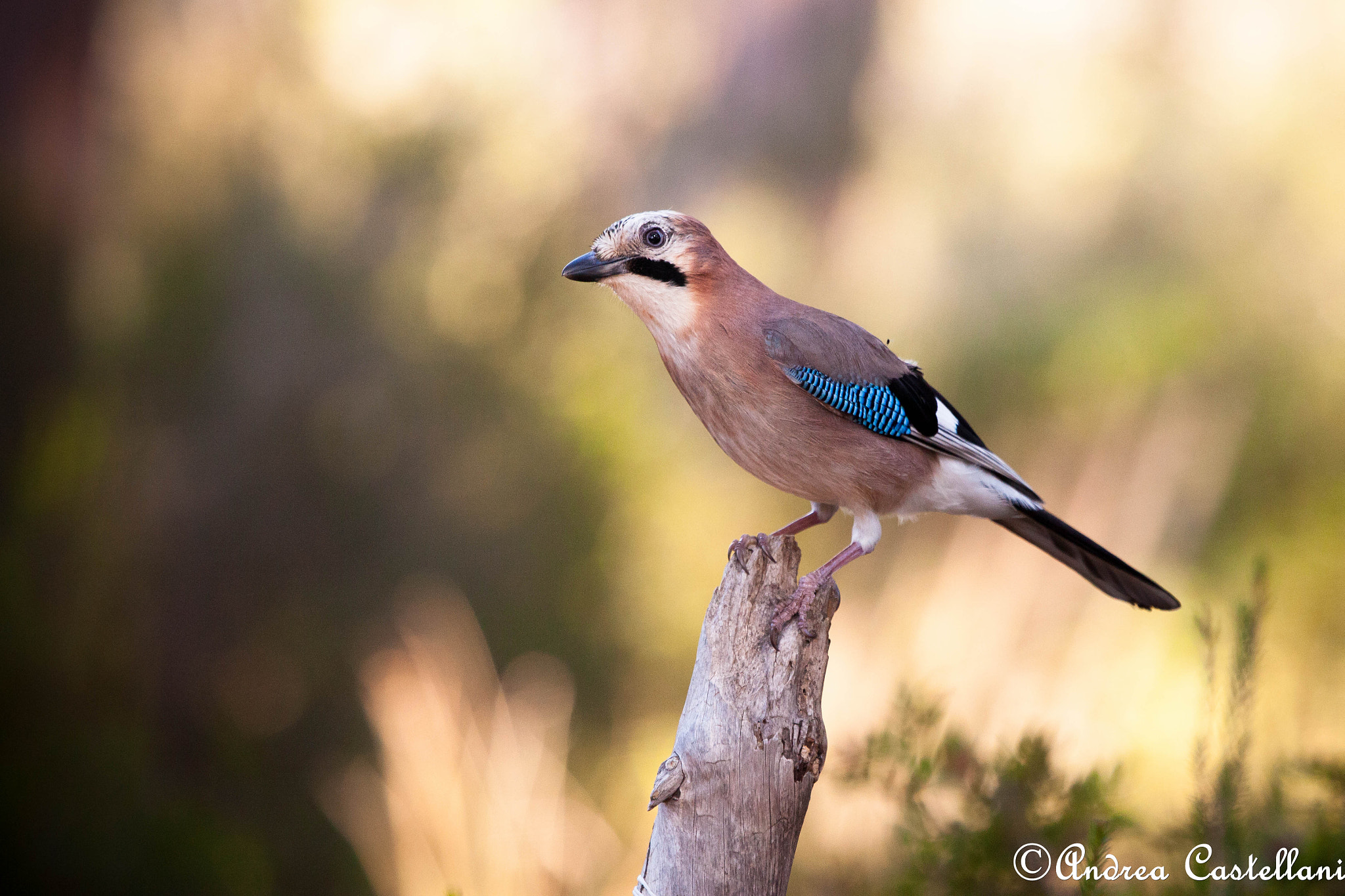 Canon EF 100-400mm F4.5-5.6L IS USM sample photo. Jay - ghiandaia photography