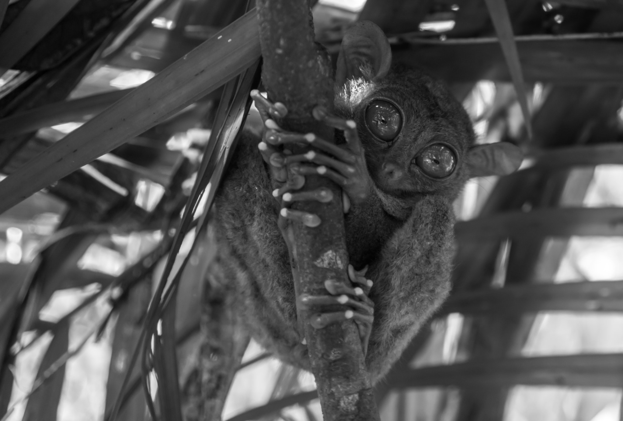 Sony a7 II + Sony Sonnar T* FE 35mm F2.8 ZA sample photo. Philippine tarsier photography